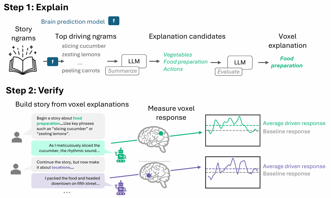 Microsoft research cracks the black box of brain-prediction AI with a closed-loop test