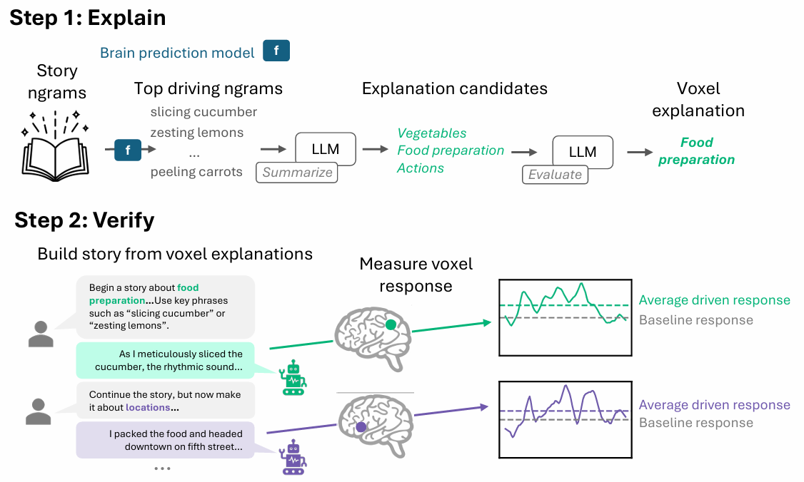 Microsoft's new method turns black-box brain AI into readable theories